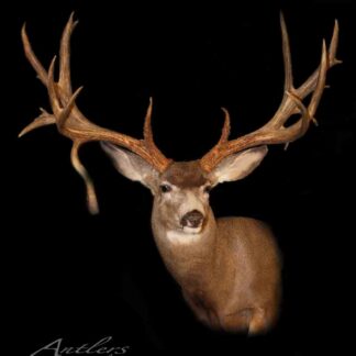 The Mega Muley, a mounted deer head featuring large, intricate antlers, is displayed against a solid black background. The deer faces forward, showcasing its detailed fur and prominent antler structure.