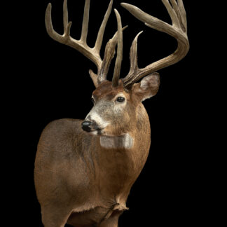 A Scott Hove Buck taxidermy mount featuring an impressive set of large, multi-pointed antlers, displayed against a plain black background.