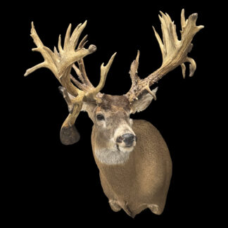 The Mitch Vakoch Buck, a mounted whitetail deer head with large, unusually wide antlers and intricate antler growth, is displayed against a solid black background.