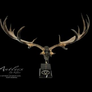 The Irish Elk Miniature features large, dark brown antlers with a skull plate on a black stand with a circular emblem. Displayed against a black background, the text reads “Antlers by Klaus.”.