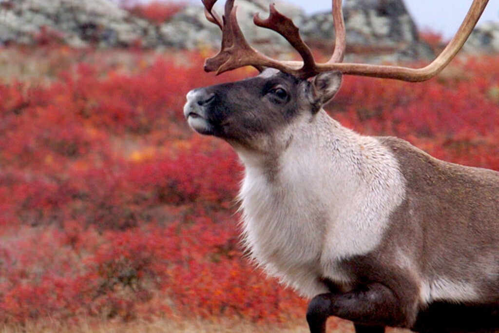 A close-up of a caribou with large antlers standing in a field of red and orange tundra vegetation, with rocky terrain visible in the background.