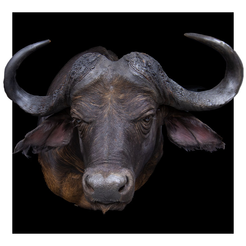 Close-up of an African buffalo facing forward, with large curved horns and dark fur, set against a solid black background.