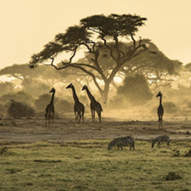 Five giraffes stand near an acacia tree in a savanna landscape, while two zebras graze on the grassy foreground under a hazy, golden sky.