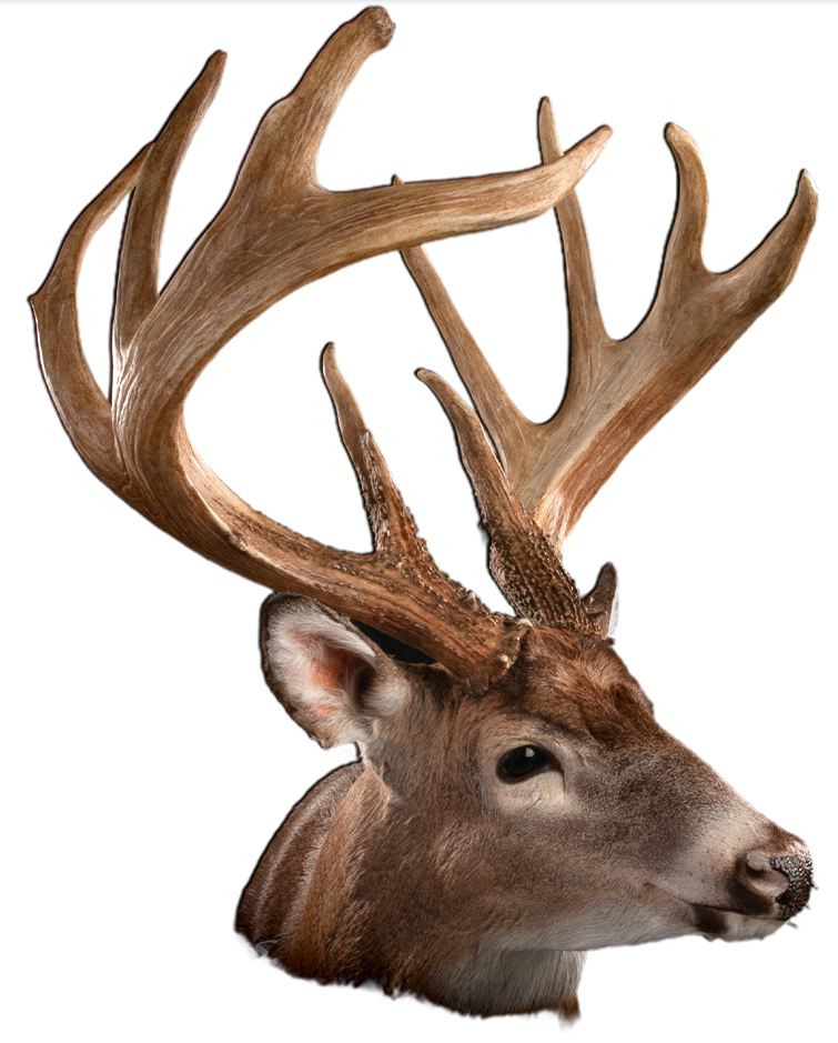 A detailed illustration of a deer head with large, branching antlers against a plain white background.