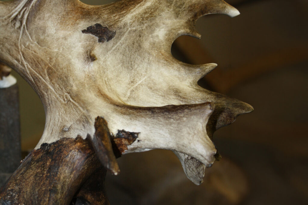 A close-up of a moose antler showing its textured, pale, flat surface with pointed edges and a darker, rough base.