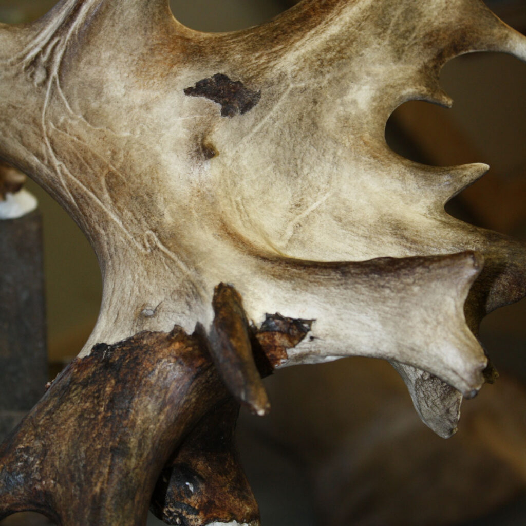 Close-up of a weathered, brown and tan antler with textured surface and natural markings, showing detailed grooves and points.