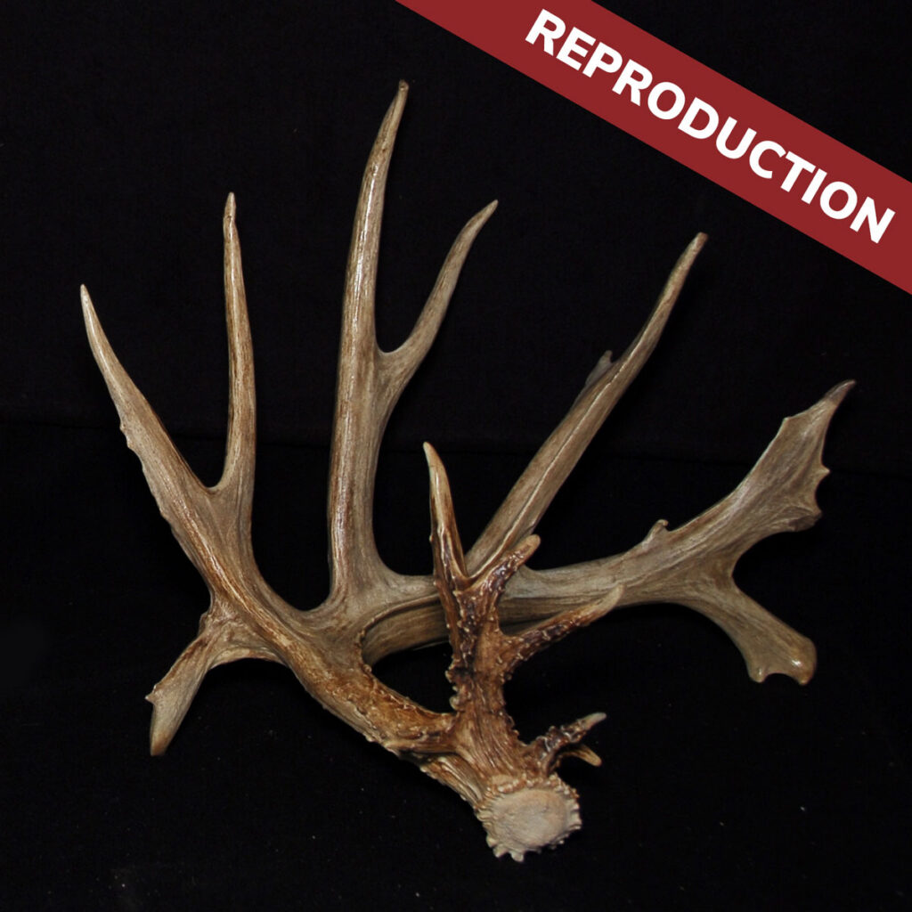 A realistic reproduction of a deer antler is displayed against a black background, with a red banner in the top right corner labeled REPRODUCTION in white text.