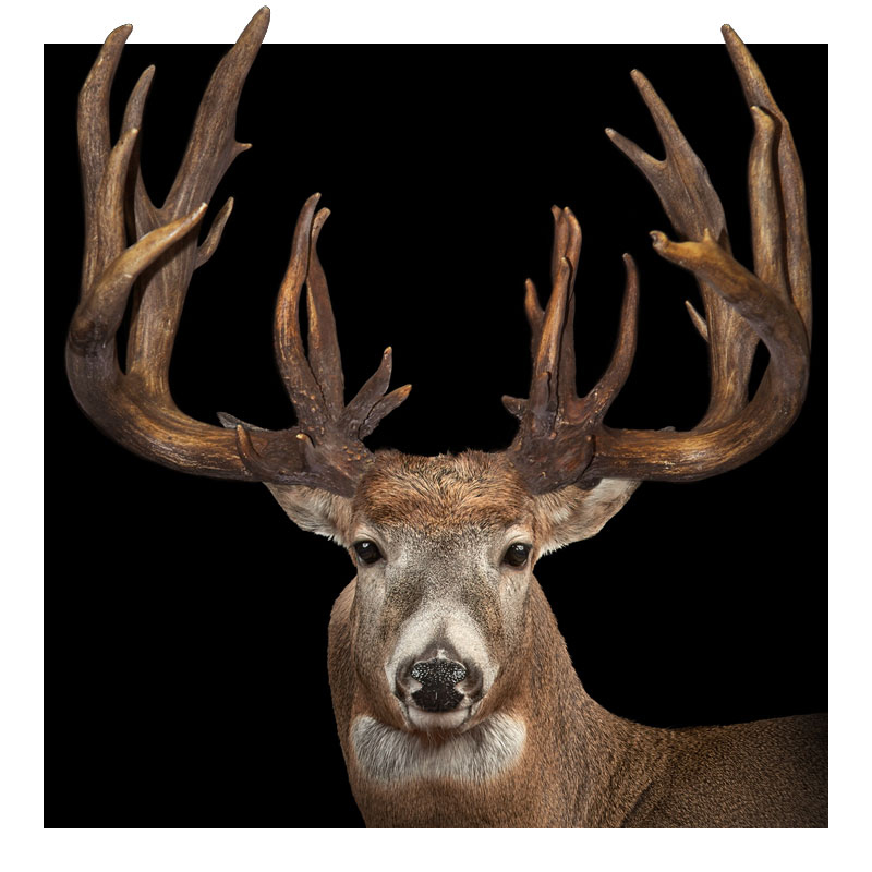 A close-up of a deer with large, branching antlers against a solid black background. The deer faces forward, displaying its symmetrical antlers and alert expression.