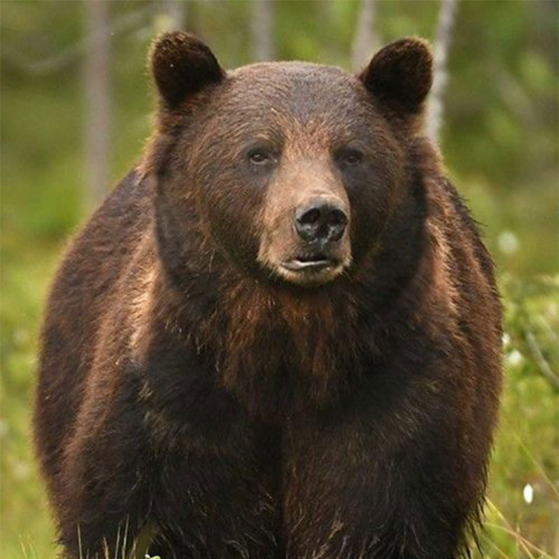 A large brown bear stands facing the camera in a green forest, with trees and foliage blurred in the background.