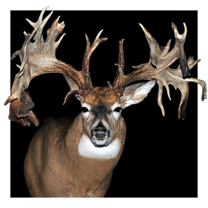 A mounted deer with an exceptionally large, irregular, and complex set of antlers is shown against a solid black background.