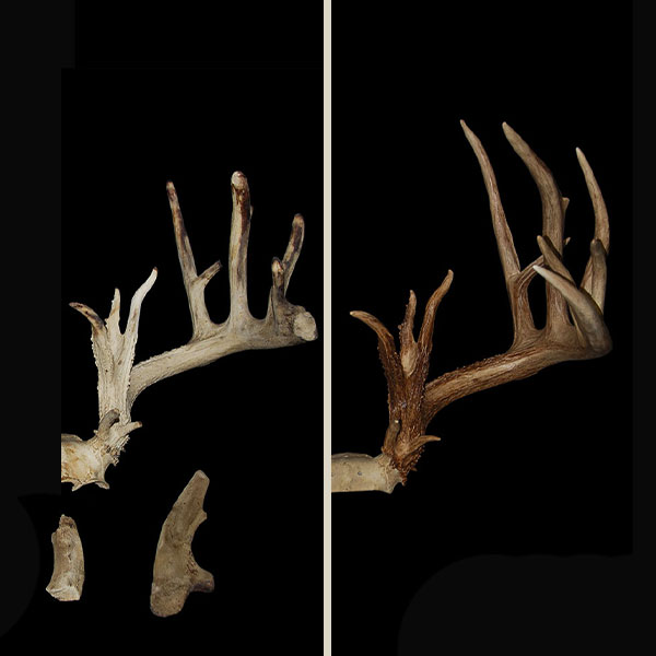 Two deer antlers are shown side by side on a black background: the left antler is lighter in color and has four points, while the right antler is darker and has five points. Both are displayed horizontally.