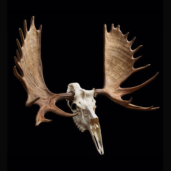 A moose skull with large, wide antlers displayed against a solid black background.