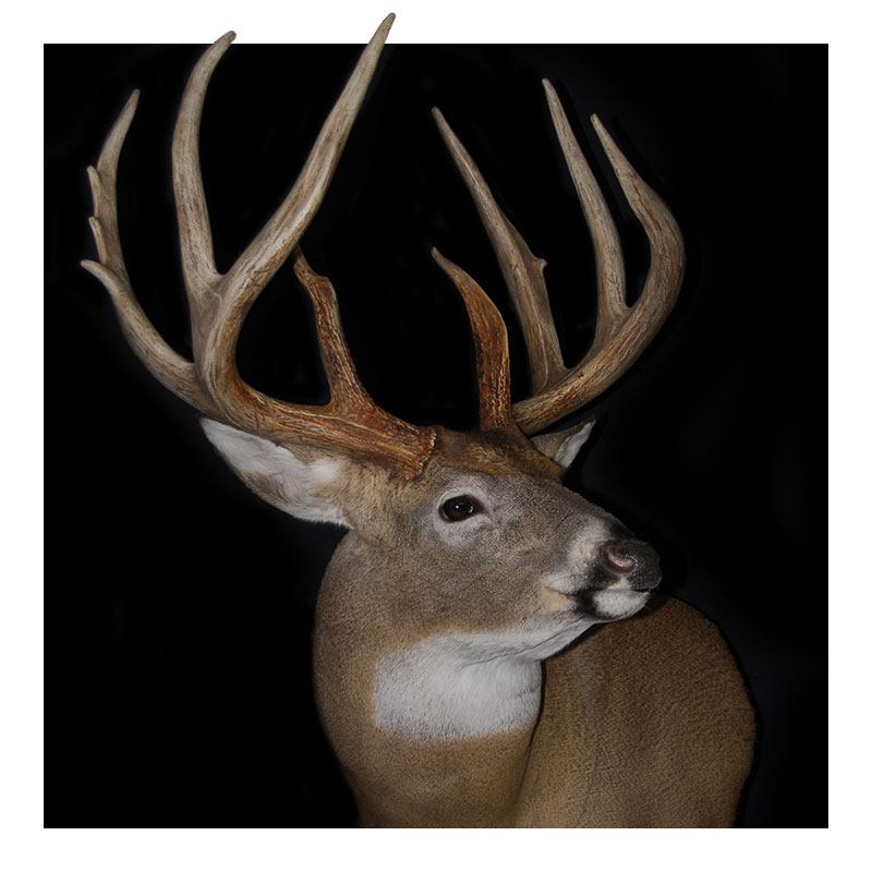 A close-up of a taxidermy deer with large, branched antlers against a black background. The deer is facing slightly to the right, showing detailed features and fur texture.