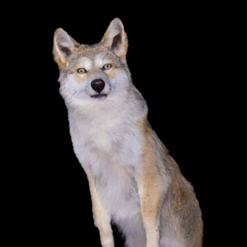 A wolf with light gray and brown fur sits against a solid black background, looking directly forward with its ears perked up.