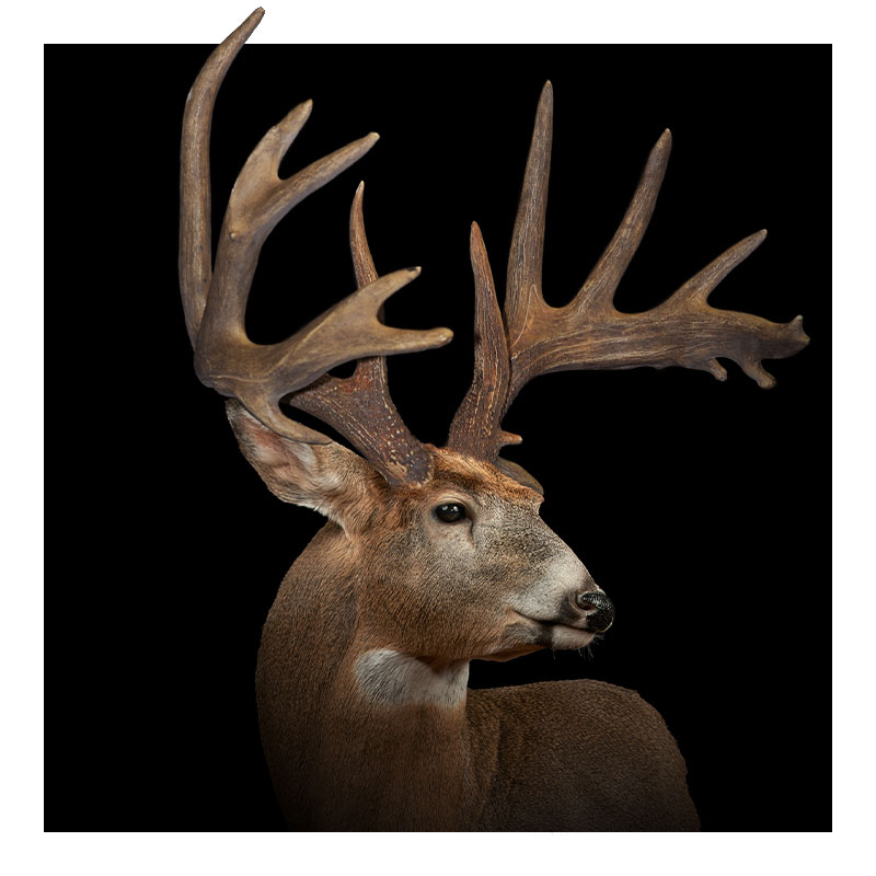 A white-tailed deer with large, multi-pointed antlers faces slightly to the right, set against a solid black background.