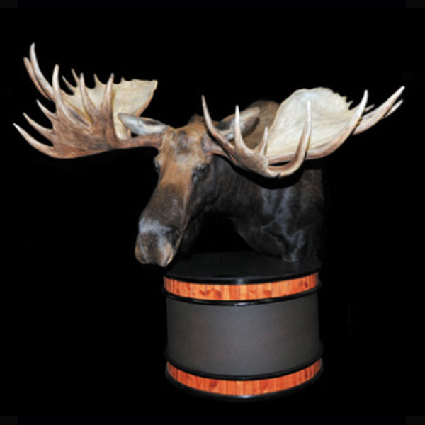 A mounted moose head with large antlers is displayed on a round pedestal against a black background.