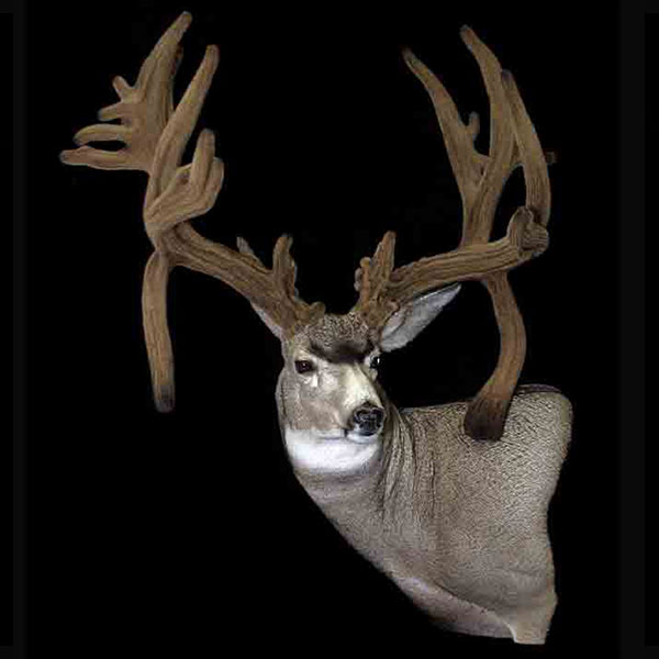 A mounted deer with unusually large, velvet-covered antlers against a solid black background. The antlers are wide, thick, and have multiple irregular branches.