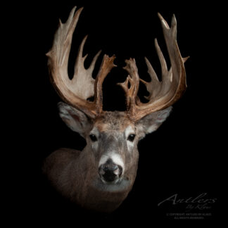 A close-up of the Edmund Kopp Buck features its wide, intricate antlers with many points against a black background. The deer looks directly forward, and "Antlers By Klaus" appears in the lower right corner.