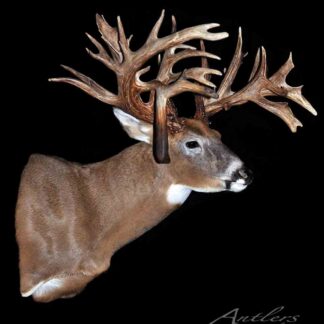 The Minnesota Monarch Sheds feature an unusually large and complex set of antlers with multiple points and intricate shapes, showcased against a black background.