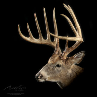 The Kansas King Sheds mount features large, symmetrical antlers with multiple tines on a white-tailed deer, its head turned slightly to the side against a black background.