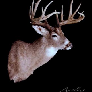 The Harold Dickman Buck shoulder mount features a white-tailed deer with large, multi-pointed antlers against a solid black background, facing slightly right. The Antlers by Klaus logo is displayed in the lower right corner.