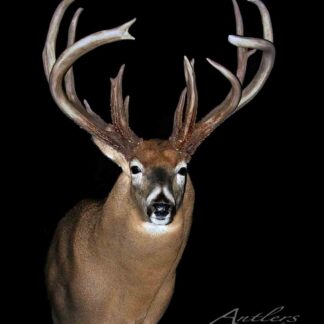 Mr. Mass is a mounted deer head with wide, tall, multi-pointed antlers displayed against a solid black background. The deer’s fur is brown with lighter patches around its neck and muzzle.