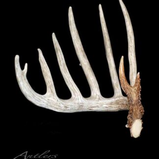 Knifehandle I. Glen Wagner Shed, a large eight-tined deer antler with natural texture and color, is shown against a black background with a copyright watermark in the lower left corner.