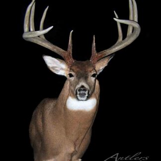 The Northern 10, a mounted deer head with large, multi-point antlers and upright ears, is displayed against a solid black background. The image is signed "Antlers by Klaus" in the lower right corner.