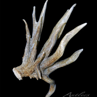 The Menini Cluster Shed, a large multi-branched deer antler with several pointed tines and a rough texture with natural color variations, is showcased against a solid black background.