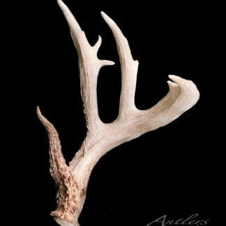 The Fink Shed is a single, light-colored antler with four smooth, pointed tines and a textured base, displayed against a solid black background.