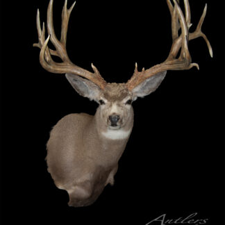 The Chris Maughan Muley deer mount, featuring large branching antlers, is displayed against a solid black background. The deer faces forward with alert ears. The Antlers By Klaus logo appears in the bottom right corner.