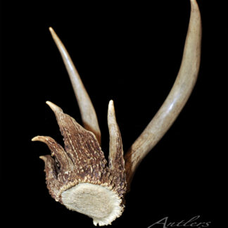 The Pop Can Shed is a single three-point deer antler displayed on a black background. Its base is rough and textured, while the tips are smooth. "Antlers by Klaus" appears in the lower right corner.