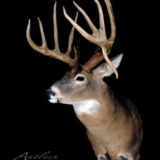 The Sierks Buck, a mounted white-tailed deer with large branching antlers, is displayed against a black background. Its brown fur features distinctive white markings on the face and neck.