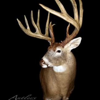 The Israel Neumann Buck, a mounted white-tailed deer with wide, multi-pointed antlers, is displayed against a black background with "Antlers By Klaus" in the lower left corner.