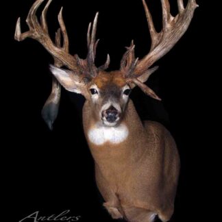 The Gerald Rightmyer Buck is a mounted deer head with large, complex antlers featuring multiple tines, displayed against a black background. The fur is light brown with a white chest and throat patch.