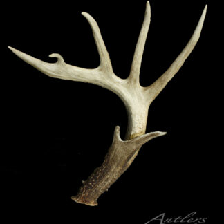The Jason Eversman Shed, a single five-point deer antler with a rough base and smooth, branching tines, is displayed against a solid black background. "Antlers by Klaus" appears in the corner.