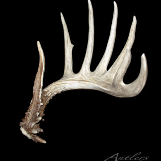 The Bruns Shed is a single large deer antler with multiple tines, displayed against a solid black background. Its textured, weathered look stands out, and the "Antlers by Klaus" logo appears in the bottom right corner.
