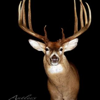The Rathbun Lake Sheds mount features a whitetail deer with large, symmetrical antlers, displayed against a black background. Its light brown fur contrasts with distinctive white chest and face markings.