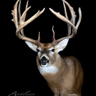 The Lost and Found Buck is a mounted taxidermy deer head with large, symmetrical antlers featuring multiple tines, set against a black background. "Antlers by Klaus" is signed in the bottom left corner of the image.