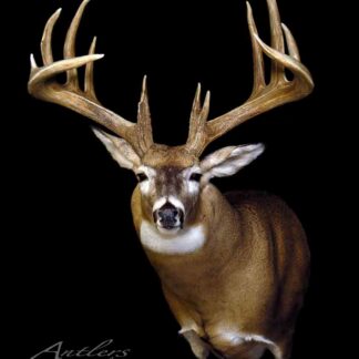 The Daniel Boone Buck mount features a white-tailed deer with large, symmetrical antlers, set against a black background. The deer faces forward, displaying its impressive antler spread and brown coat with white edges.