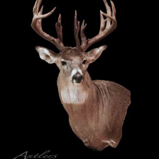 A taxidermy mount of the "Randy Peck Unicorn Buck," a white-tailed deer with large, multi-point antlers, displayed against a solid black background. The "Antlers by Klaus" logo appears in the lower left corner.