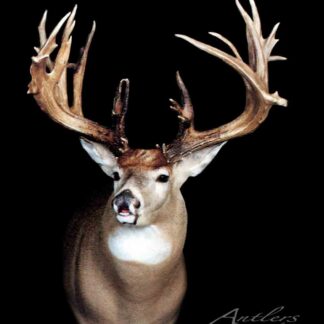 The Dahlmer Buck, a mounted whitetail deer with large, branching antlers, is shown chest-up against a black background and faces forward.