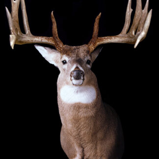 The Knisley Sheds features a mounted deer head with large, symmetrical antlers against a solid black background, its brown fur and white chest and face markings clearly visible as it faces forward.
