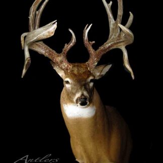 Big Mo is a mounted white-tailed deer with large, intricately branched antlers featuring multiple points, displayed against a black background.