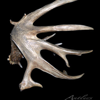 The Big Mo Shed, a single large moose antler with multiple broad, flat tines, is shown against a solid black background, showcasing its natural color and texture. "Antlers by Klaus" appears in the bottom right corner.