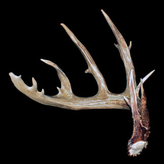 The Orendorf Shed is a single deer antler with multiple pointed tines, displayed against a solid black background.
