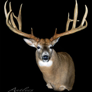 The Gary Thomas Buck is mounted from the chest up, showcasing wide branching antlers against a solid black background. “Antlers By Klaus” appears in the corner.