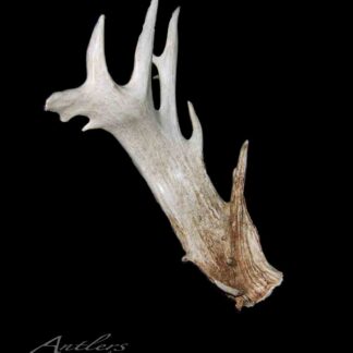 A single Sled Shed deer antler with multiple pointed tines, featuring white and brown weathered coloring, is displayed against a solid black background. The Antlers by Klaus logo appears in the lower left corner.