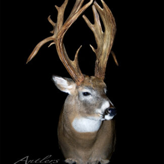 The Yamilkoski Buck taxidermy mount features a white-tailed deer with large, branched antlers set against a solid black background. The Antlers By Klaus logo appears in the lower left corner.