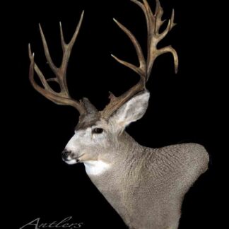 The "Montana Pickup" is a mounted deer head with large, branching antlers, featuring grayish-brown fur and white facial and neck markings, displayed against a solid black background.